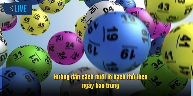 Bạch Thủ Lô Là Gì? Share Cách Chơi Hiệu Quả Tại 8Live 4 huong-dan-cach-nuoi-lo-bach-thu-theo-ngay-bao-trung